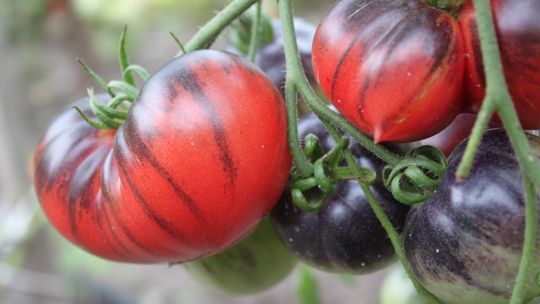 Pomidorowy zawrót głowy - warzywa w przydomowym ogródku
