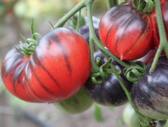 Pomidorowy zawrót głowy - warzywa w przydomowym ogródku